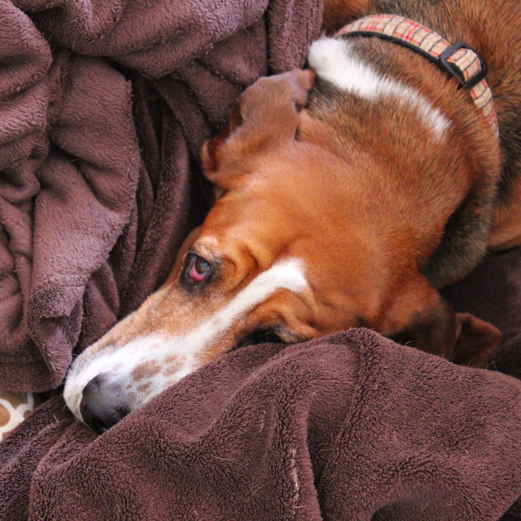 MrTrotwood's profile picture. Original #BodaciousBasset. Raising awareness of #BassetRescues and other worthy & furry causes. Forever thankful to @GGBassetRescue. #nevermetastranger