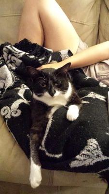 binx_is_a_cat's profile picture. I'm a cat. Deal with it.