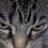 PatRock89's profile image