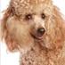 BeerPoodle (@beerpoodle) Twitter profile photo