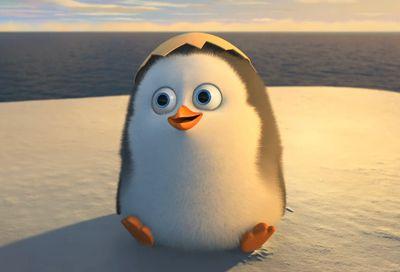 socially awkward penguin
