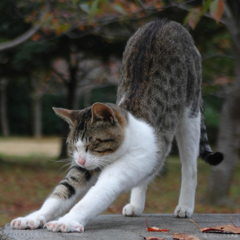 癒しの動物たち Nekoonya Inuwan Twitter