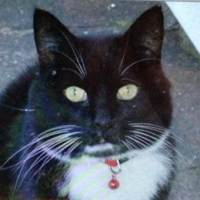 lilybelleblack's profile picture. interested in art, music,literature, movies, travel/ 60 yrs old / have 3 beautiful cats/ love the art of Odilon Redon