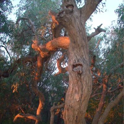 activist, social justice, environment, native grasses, rainforest, Greens, Rainbow Swans, AFLW , 70+ dyke