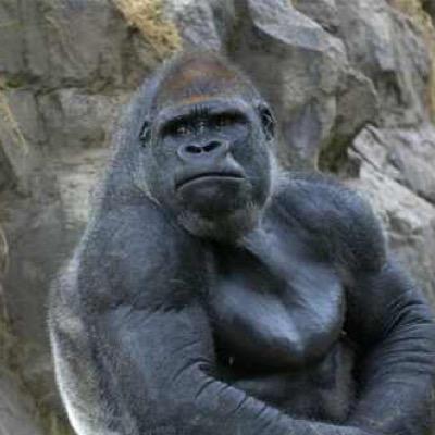鼻毛チンポゴリラ Chimpo Gorilla Twitter 鼻毛チンポゴリラ Chimpo Gorilla Twitter
