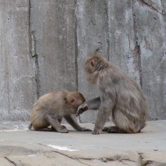 osarumountain's profile picture. 猿ですが旅します、つぶやきます。旅行ブログやってます！写真好きです。使用カメラはNikon D5200