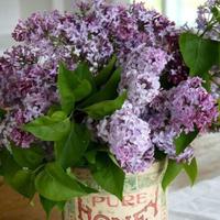 silverbell (@treelilac) 's Twitter Profile