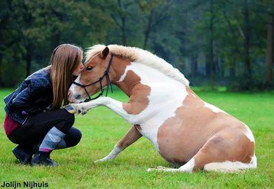 Owner of my two amazing mares Anna & Belle   ☆ Horsetraining with Lisa Ackermans ☆