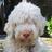 Hond van Yvon