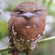 Advocate-on-Record, Tax Enthusiast, Dancer, Batfan. But mostly like this Sri Lankan Frogmouth.