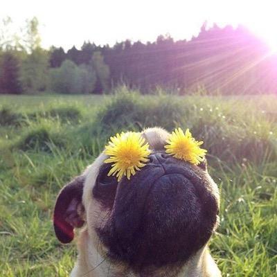 ayyee follow @ziamchampayne, c'mon im trying to do something nice for her