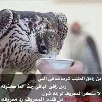 محمد 18 (@alshemreee) Twitter profile photo