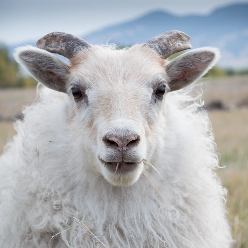 poorophan1's profile picture. 