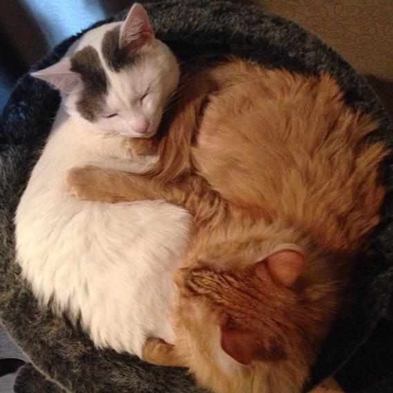 we are 2 russian cats from Moscow