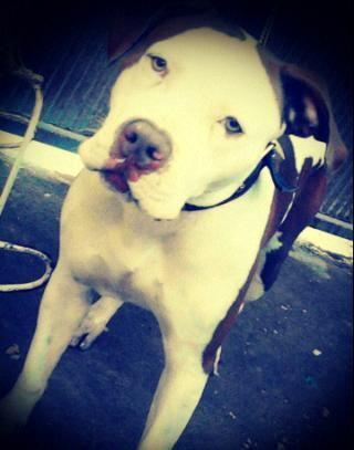 fan De @austin mohone