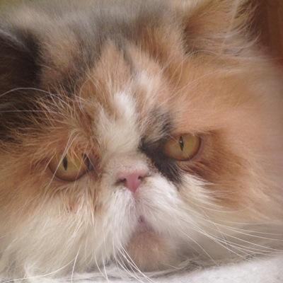Soy Keso, y soy gata, vivo con Milaberta Tapioka y la ardilla bípeda del orto @attaquedepuce. Sólo sigo peludos... La humanoida sigue a los humanoides