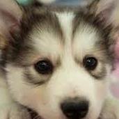 coolgirl032's profile picture. heyy ppl my name is Stefanie i'm a good artist and sometimes i'm just crazy at school