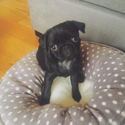 nala the pug nala the pug nalathepug13 nala the pug nala the pug nalathepug13