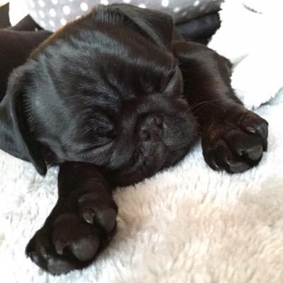nala the pug nala the pug nalaseyes nala the pug nala the pug nalaseyes