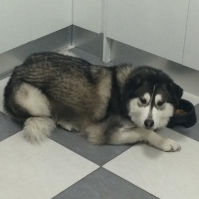 silveria_23's profile picture. tan rápido como un suspiro