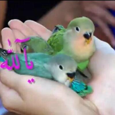 007Sysm's profile picture. وما توفيقي إلا بالله