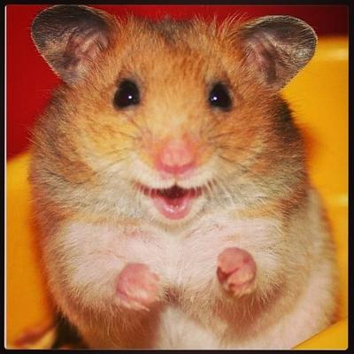 Hamster erotic Hamster erotic