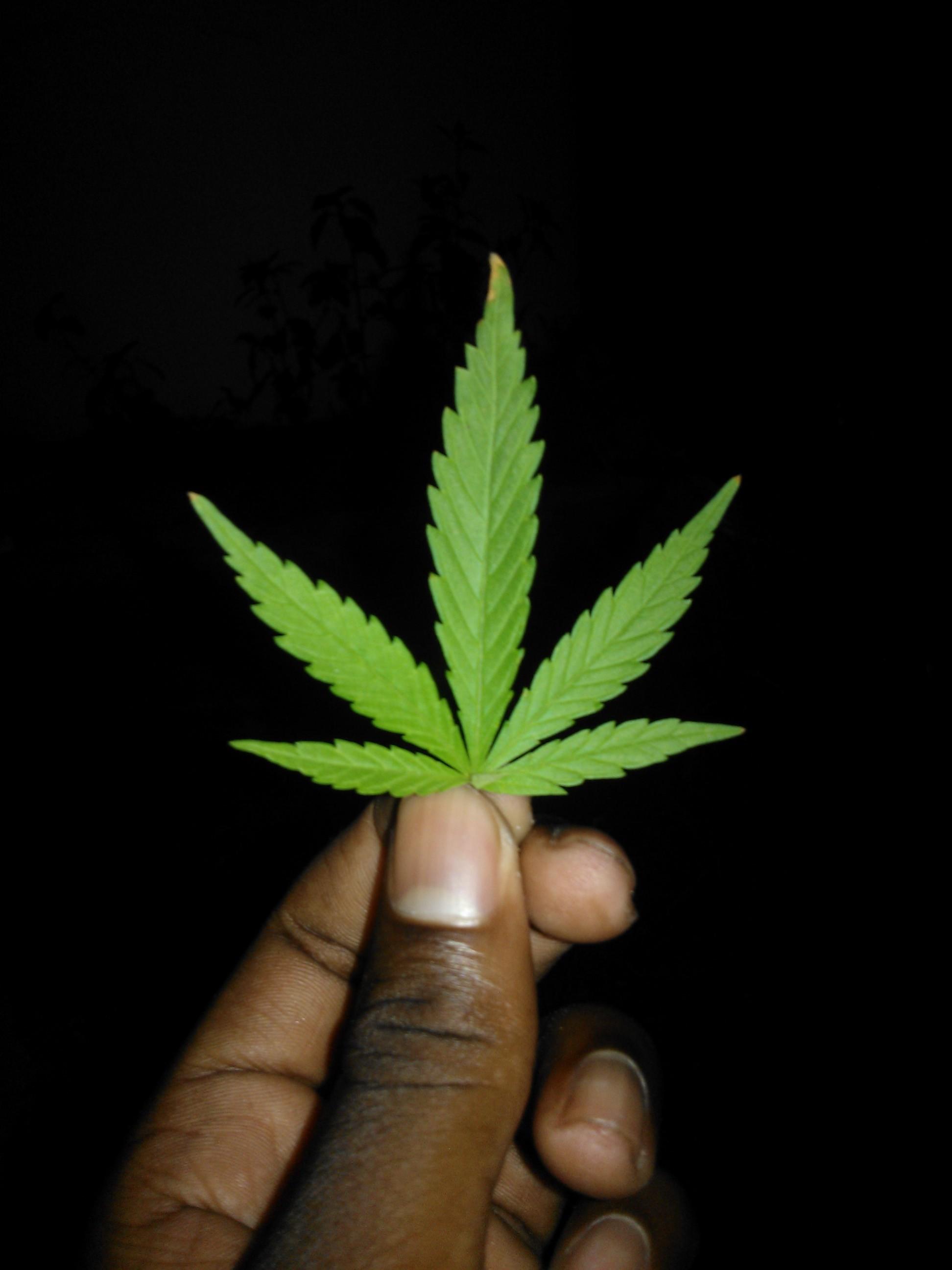 BlueRealest's profile picture. •Weed,Music,Money,Weed,Hoes•