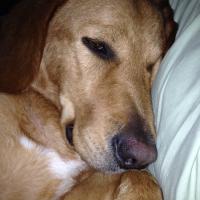 gail lumpkin (@loislovespeter) 's Twitter Profile