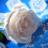 musslimat's profile image