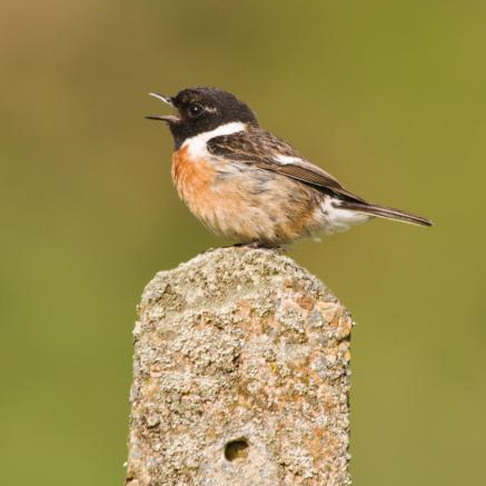 wildlife_uk Profile Picture