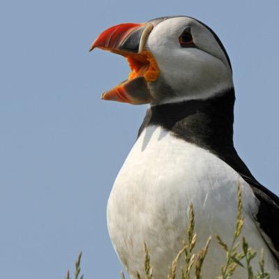 Skeights's profile image