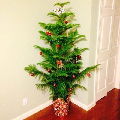 Yo, Imma fresh Norfolk Island Pine rockin'up in dis bitch. S/O to my boi @KillerJoeDu for tha new crib.