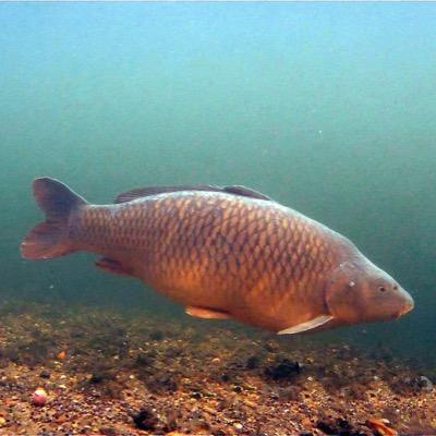 pics and tweets bout carp fishing