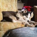 Damon Mack - @Damon_the_Husky - Twitter