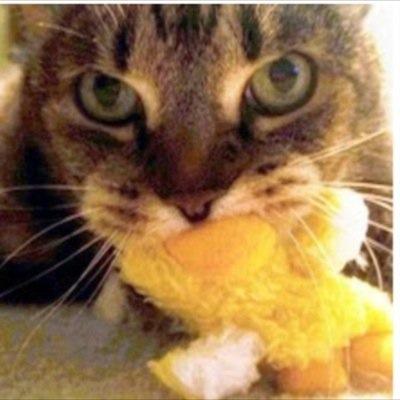 http://t.co/8ybSENFusQ has hatched! All fledglings looking to pay homage to the stuffed duckie - join in!