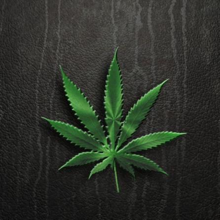 CannaKnowledge's profile picture. 