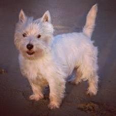 A Dog is the only thing on earth that loves you more than himself - Josh Billings