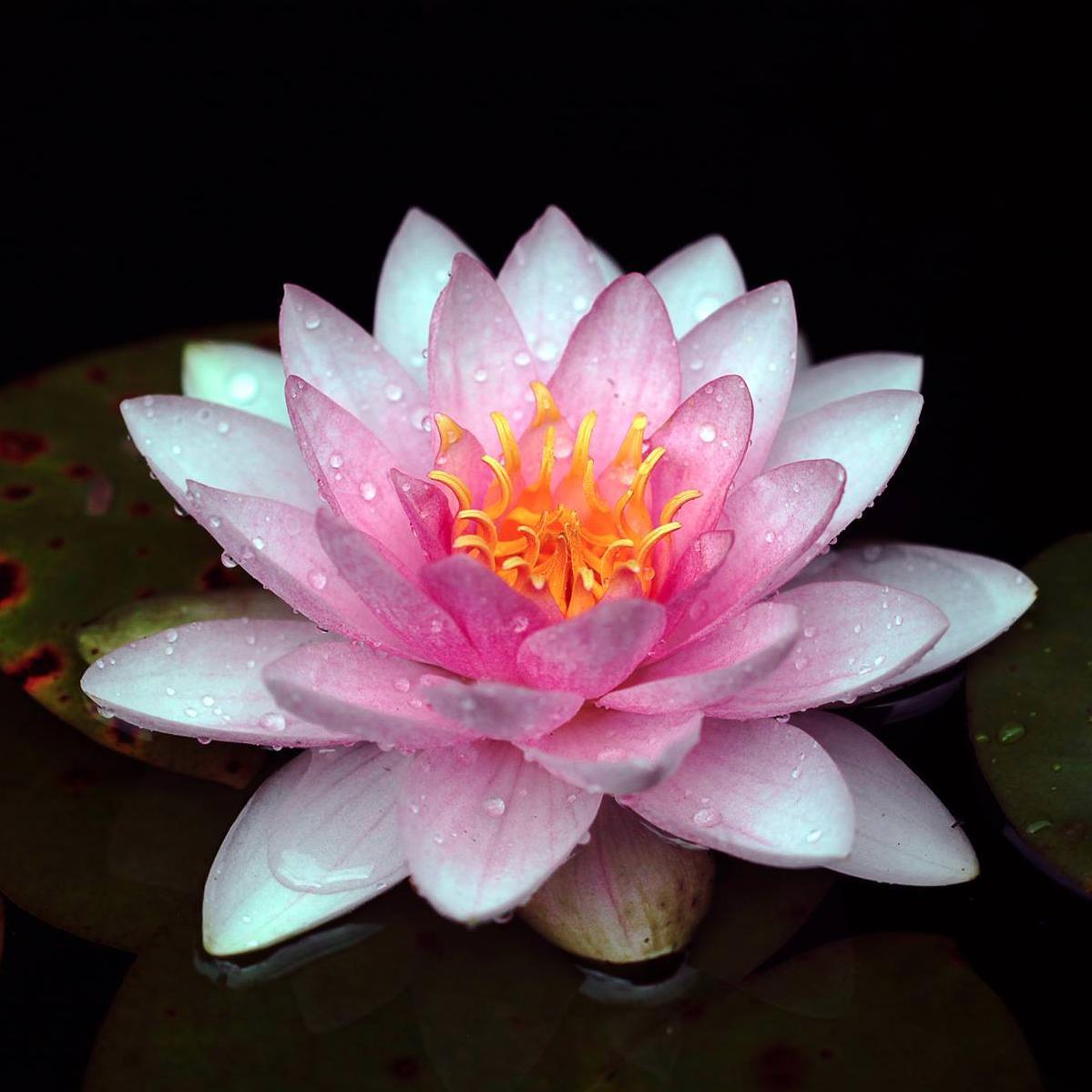 Devine_Wellness's profile picture. Providing wellness and massage services to Ellensburg and Central Washington.