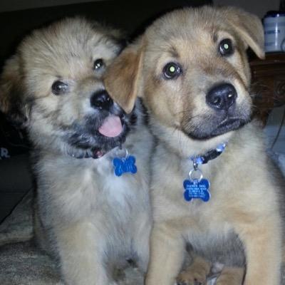 give_paws_hope's profile picture. Help network death row, stray and shelter animals. Adopt don't shop ❤️❤️