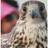 abumohand09876's profile image