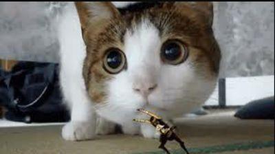 SilenciosaGata's profile picture. Silenciosa y demasiado timida. Fan de @david_busta y @MelendiOficial gatasilenciosa4@gmail.com