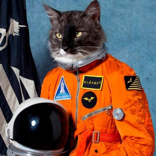 Hola soy un Gato muy mono, Sígueme en esta aventura por el universo del internet