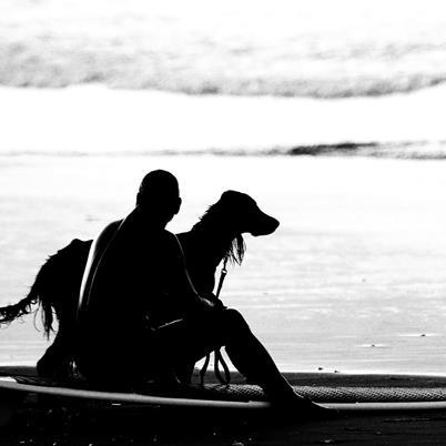 サーフィンが大好きな犬「アイリッシュセター」：Bambina（通称：バンビ♡）、サーフィン犬が楽しく波乗りをしているところをアップします。