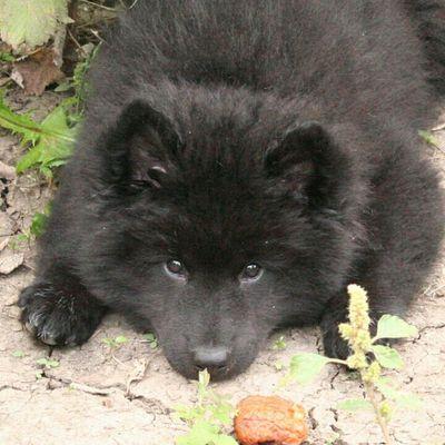 Proud owner of Odin NBISS BIS RBIS MBPIS Am Ch Can GrCh Bearspaw Sampo TT HIC