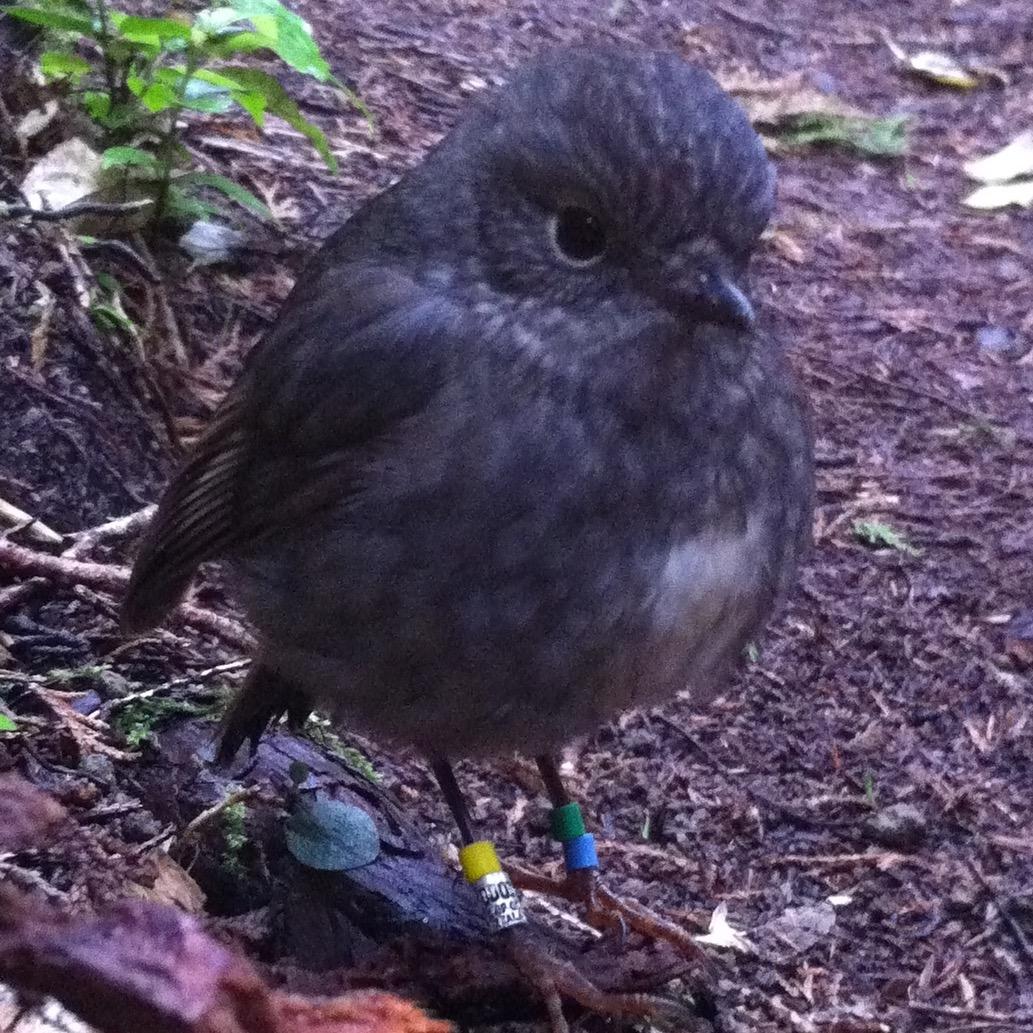 Doc Robins giving you the low down on all the latest toutouwai scandal (and science). Behavioural Ecologist at Victoria University of Wellington