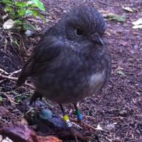 Rachael Shaw (@the_robins_hood) 's Twitter Profile