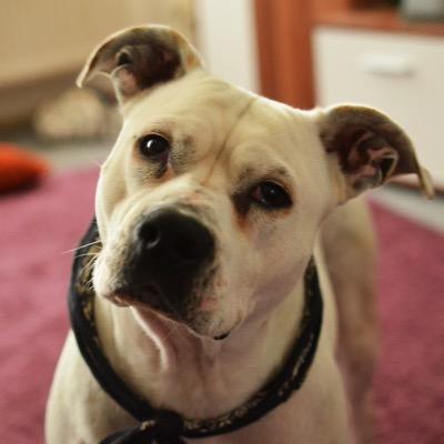 houndfox25's profile picture. 