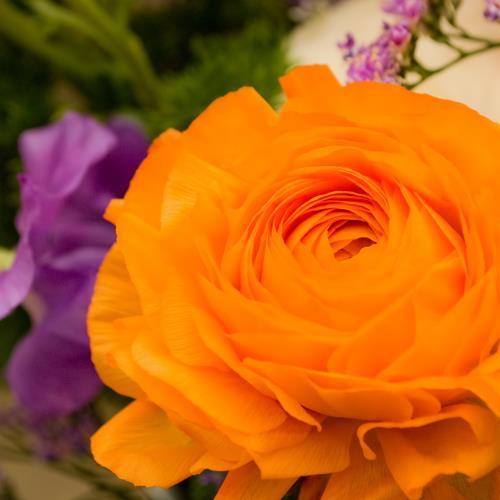 spring319's profile picture. 猫とスピッツをこよなく愛するアラカンおばさんｌギター弾き語りｌメニエール病ｌ非結核性抗酸菌症