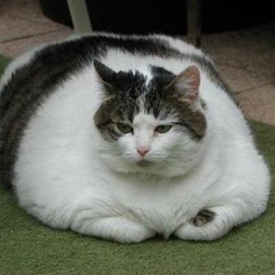 ぬこ画像bot Sayasukacat Twitter
