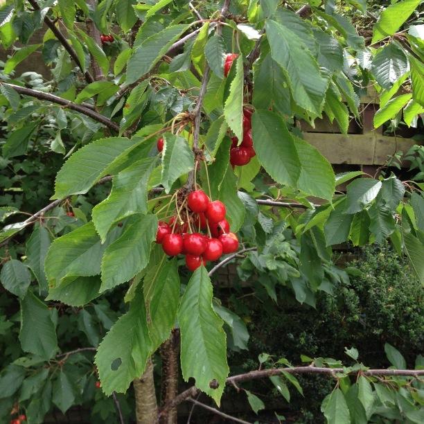 AghaBorhan's profile picture. 